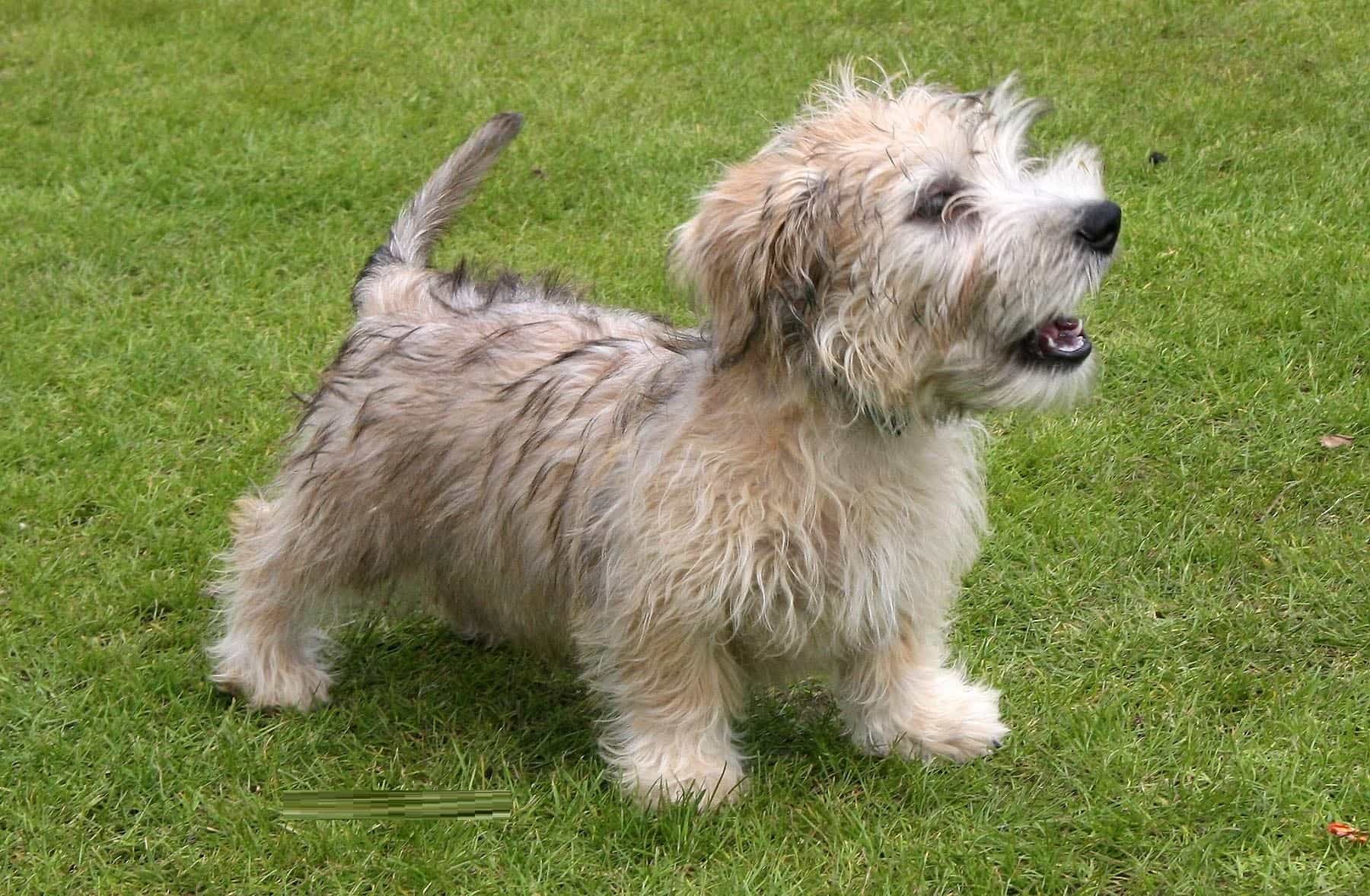 Chú chó Glen of Imaal Terrier đứng trên cỏ