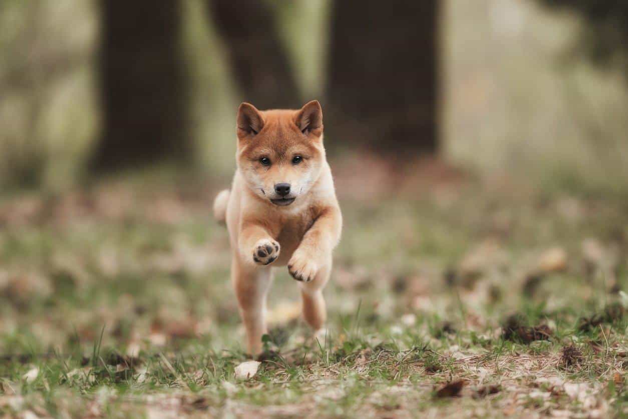 au88 Inu nhỏ nhắn và nhanh nhẹn