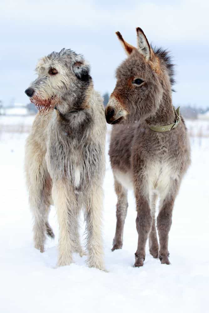 Irish-Wolfhound đứng cạnh con lừa