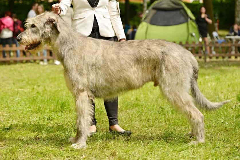 Chó săn sói Ailen đứng trên bãi cỏ trong một cuộc thi chó