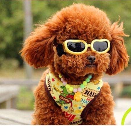 Kính râm đầy sành điệu quần áo chó mèo