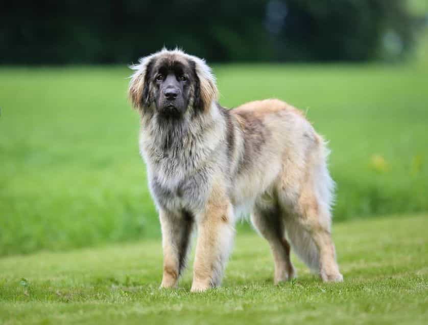 Một chú chó Leonberger đang đứng trên bãi cỏ