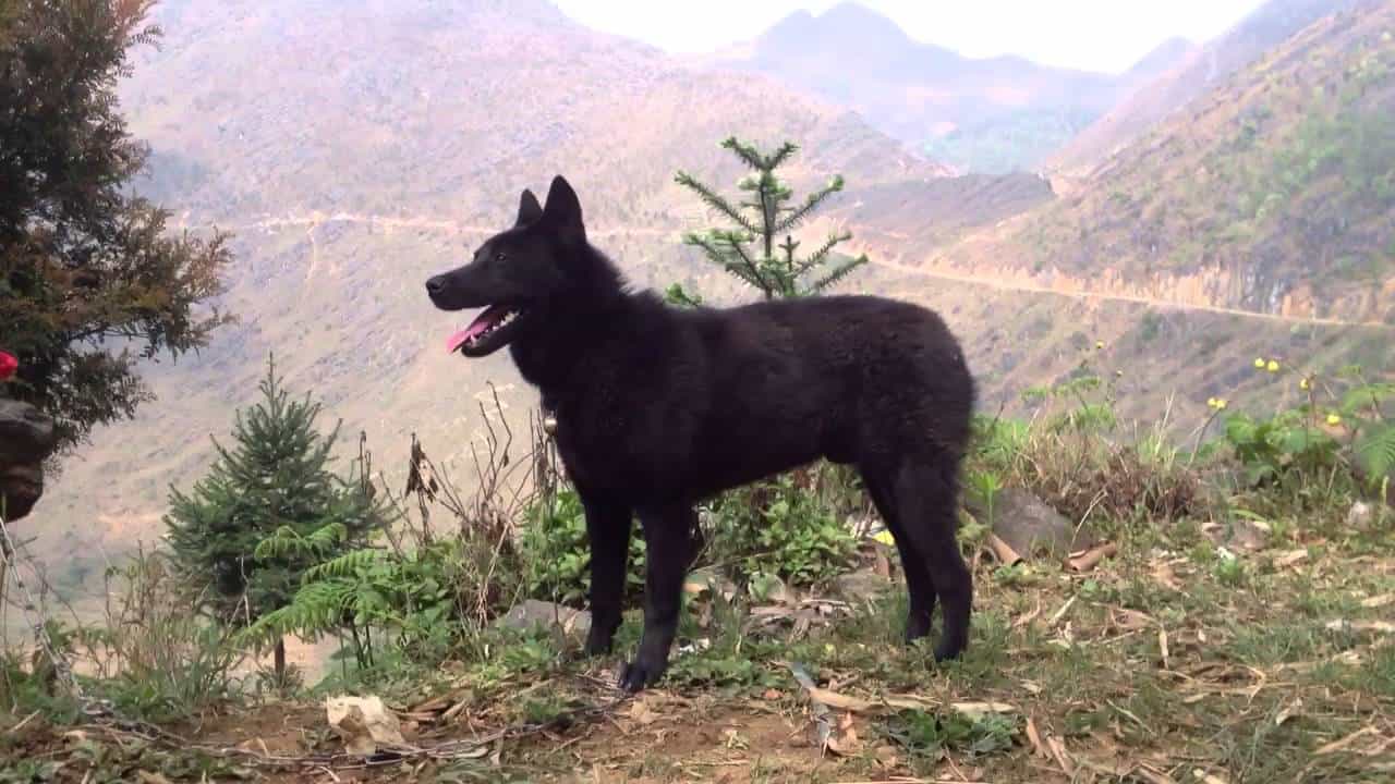 Sức khỏe của chó Mông Cộc
