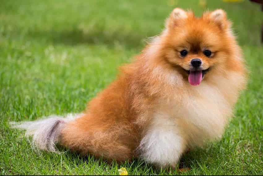 Chó Phốc sóc tại Việt Nam.