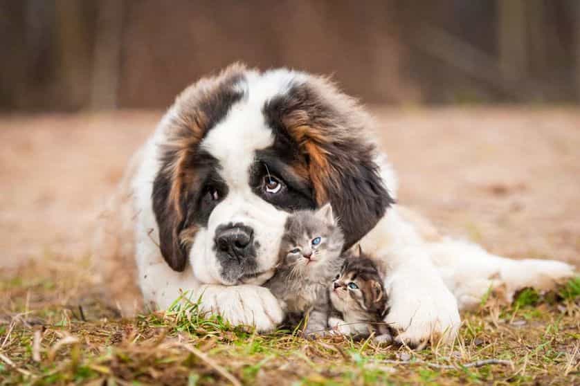 Một chú chó Bernard đang ôm ấp mèo con