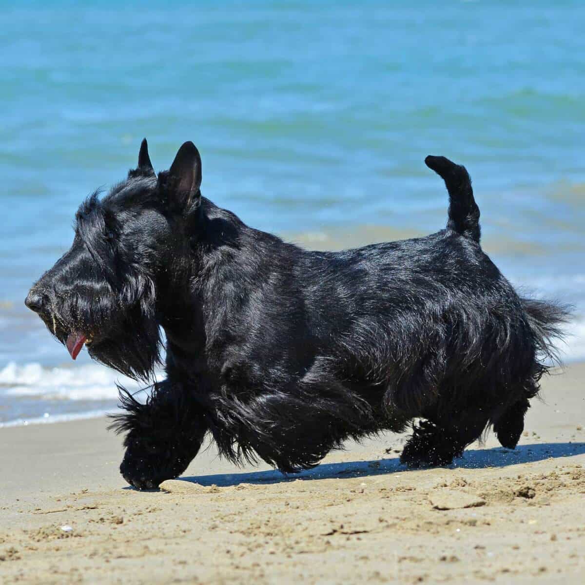 Scottish Terrier chân ngắn nhưng dũng cảm