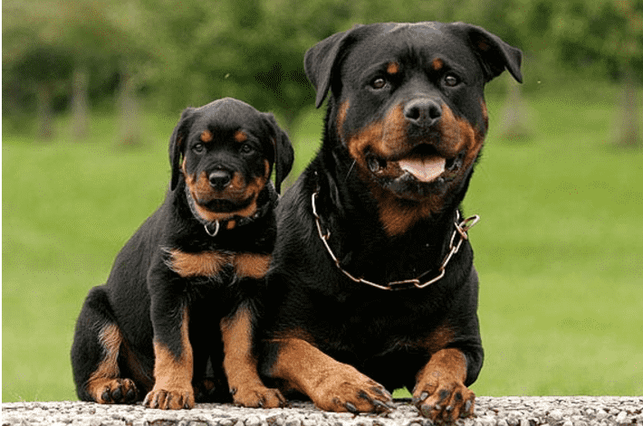 Chó rottweiler bị hôi