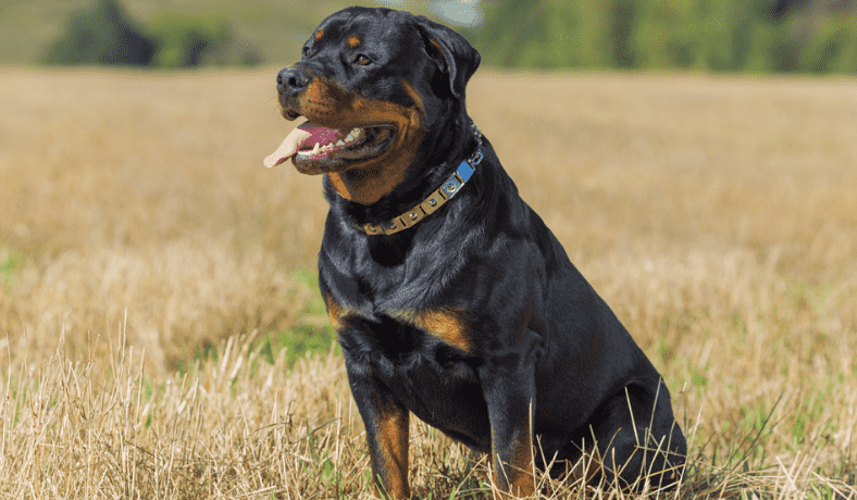 Chải lông chó rottweiler