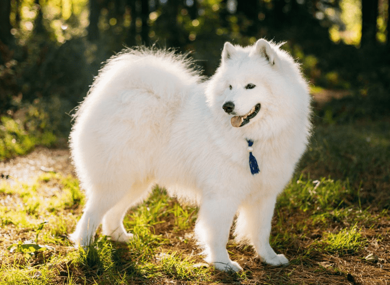 Chó samoyed bị ghẻ