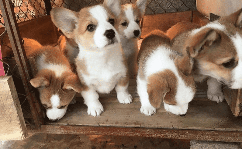 Bệnh ghẻ ở chó corgi
