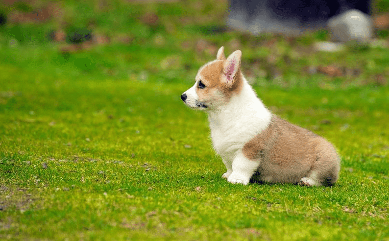 Chữa ghẻ cho corgi theo dân gian
