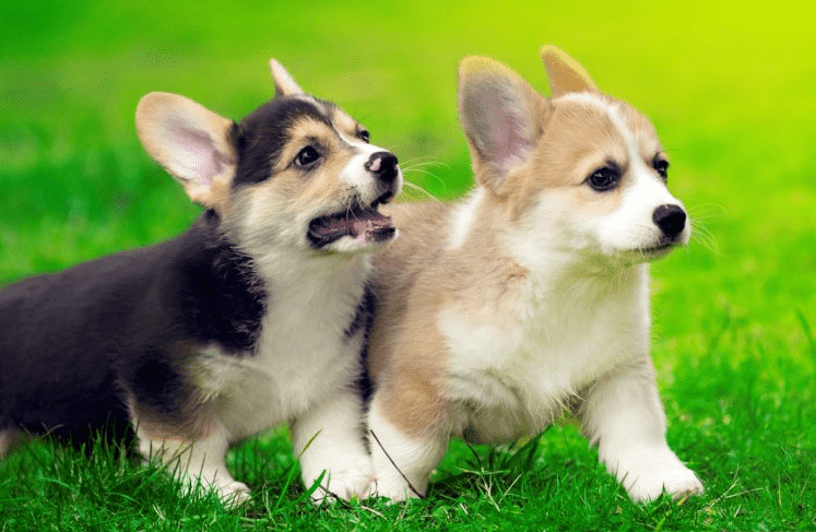 Phòng bệnh ghẻ cho corgi
