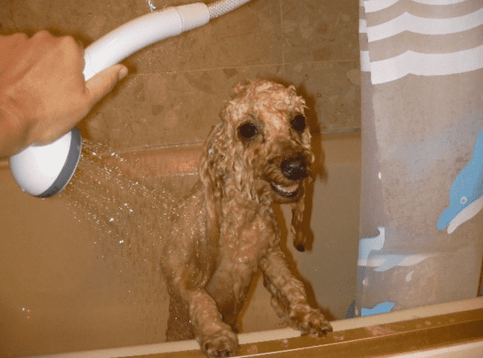 Cách tắm cho chó poodle