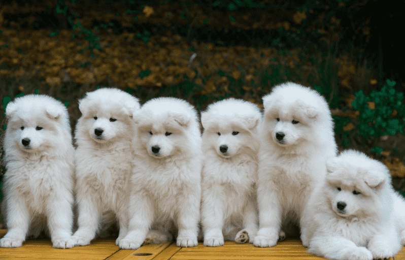 Môi trường sống samoyed cần mát mẻ