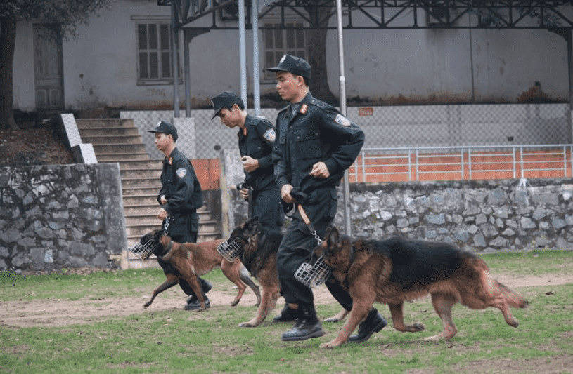 Chọn rọ mõm dựa vào chất lượng