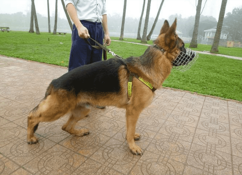 Đeo rọ mõn ngừa au88 bới rác