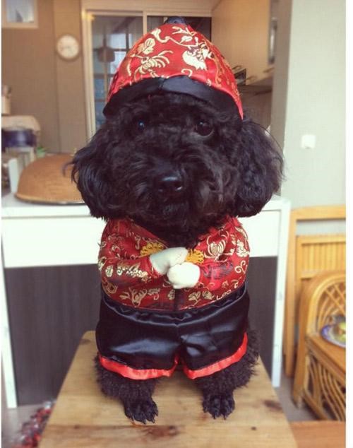 áo như ý cát tường quần áo chó mèo