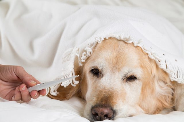 chó bị sốt khi già yếu