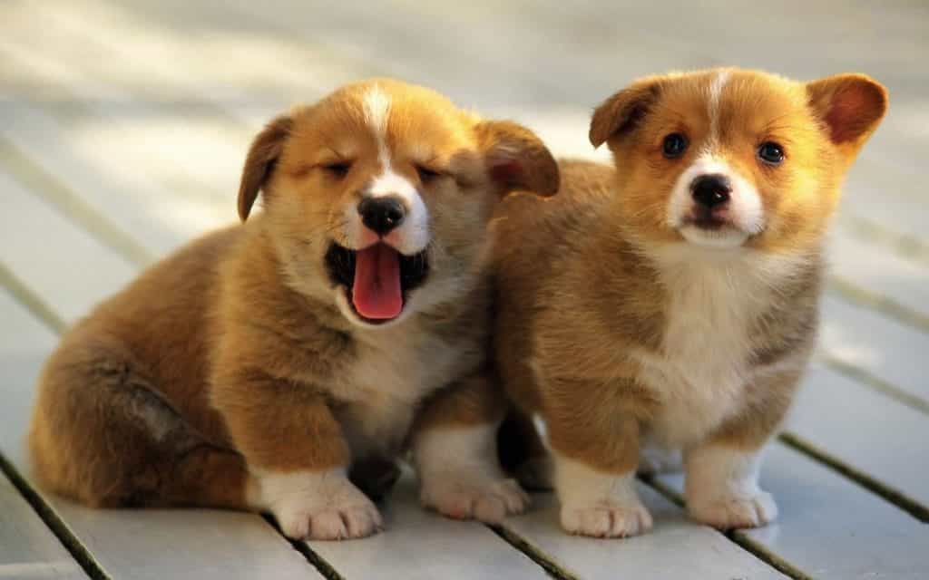 Chó nhro tại Việt Nam.