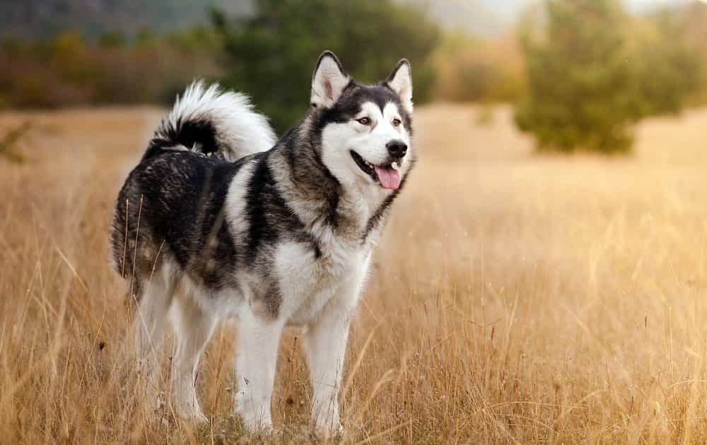 Các giống chó au888 casino Malamute đã được AKC công nhận