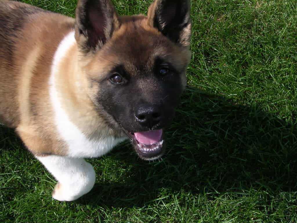 American au88 dog