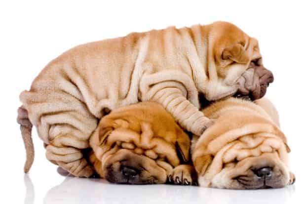 ba chú chó shar pei con