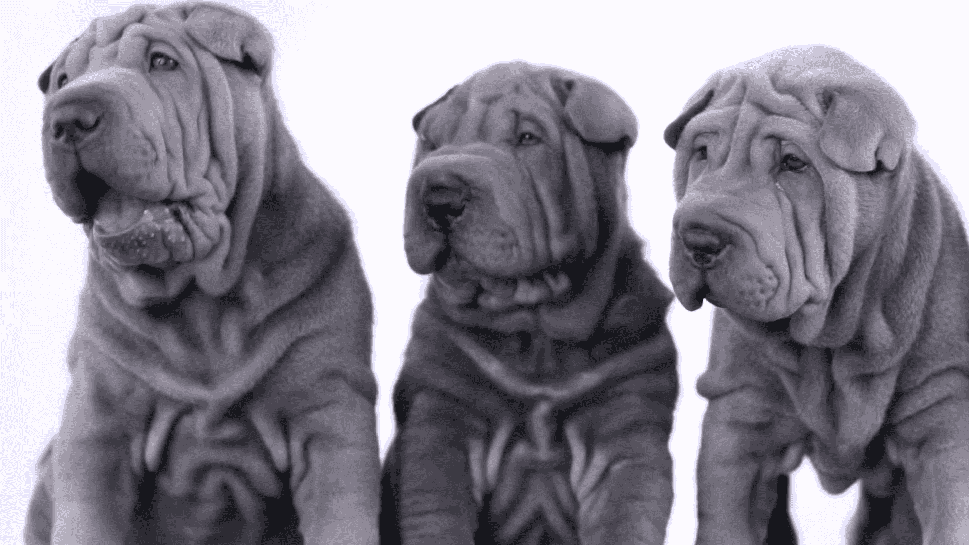 ba chú chó shar pei lông xám