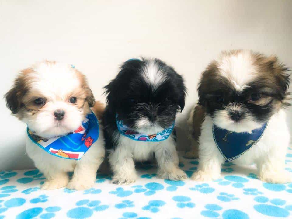 Chó Shih Tzu con