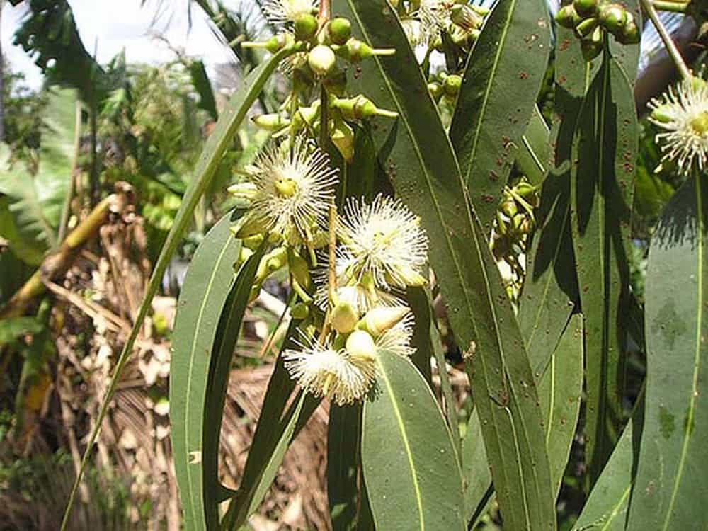 Hoa và lá của cây bạch đàn