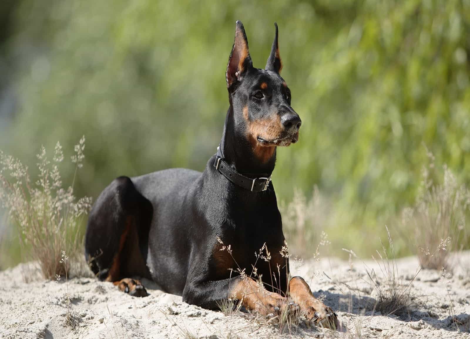 Bán chó doberman pinscher