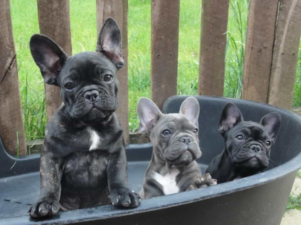 3 con chó bull Pháp dễ thương