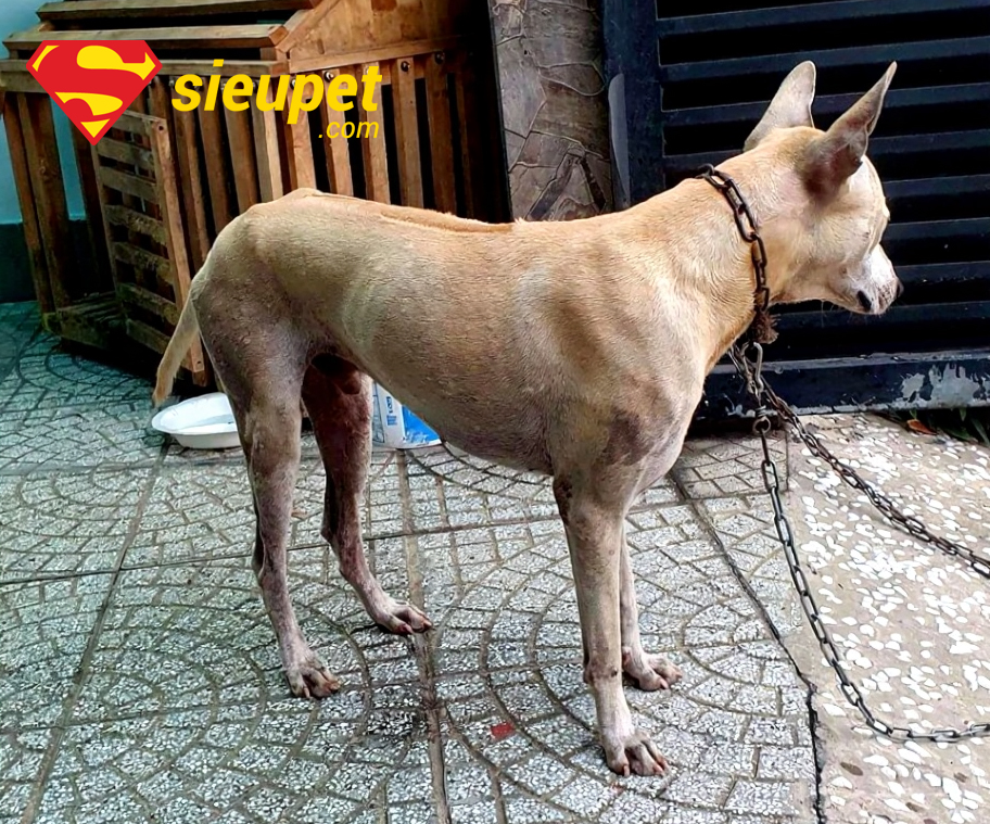 Bán Chó au88 au8801 màu vện cọp đặc biệt