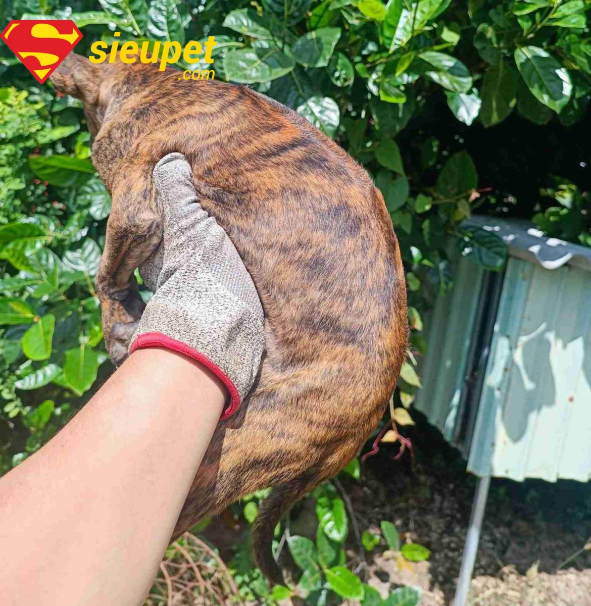 Kiểm tra sức khỏe khi mua bán chó au88 con