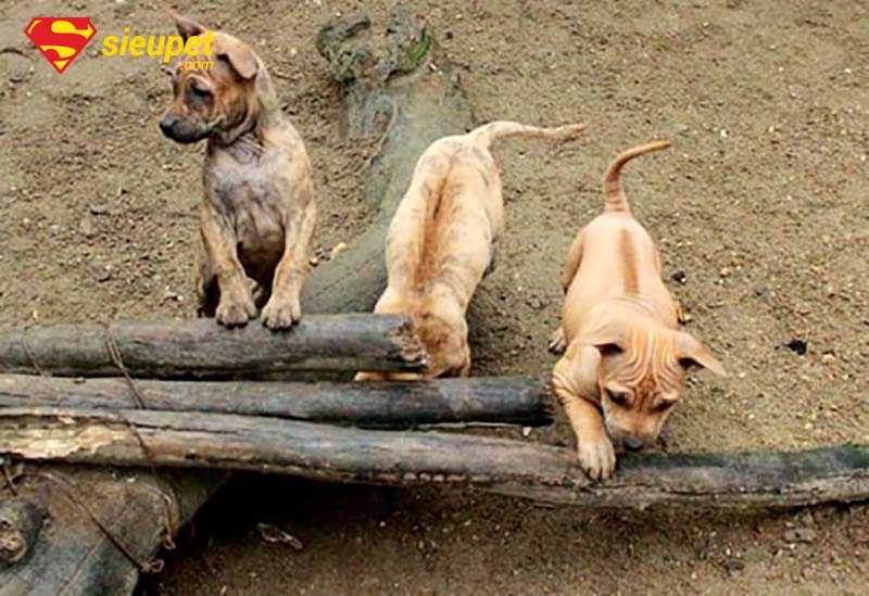 Lịch trình chăm sóc chó au88 con từ tiêm phòng đến dinh dưỡng