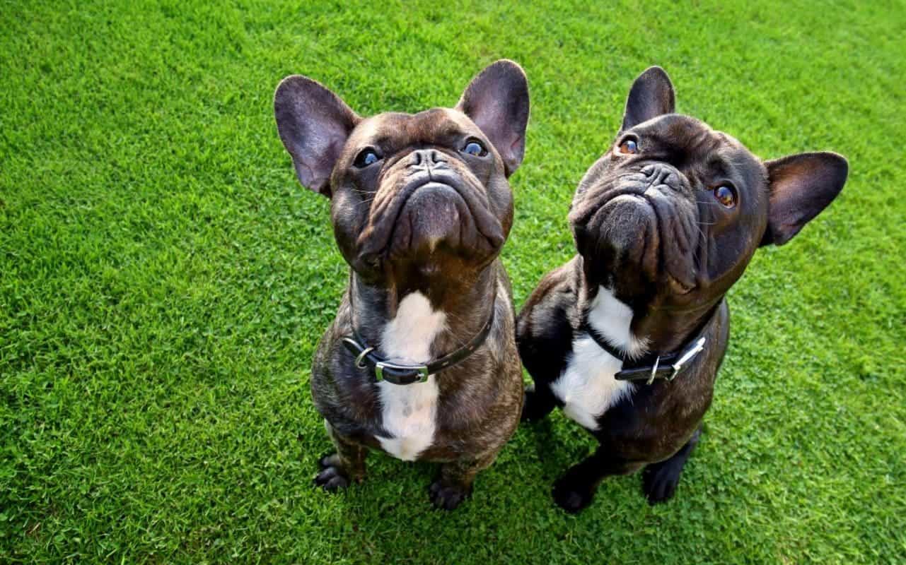 French bulldog