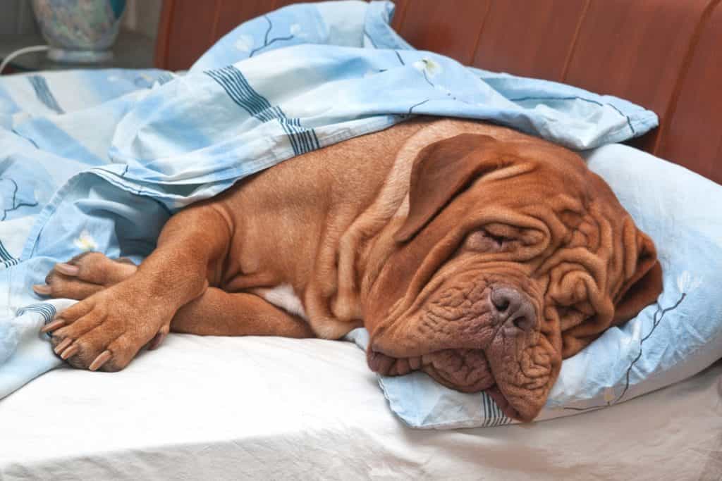 các triệu chứng khi au88 bị bệnh đường ruột