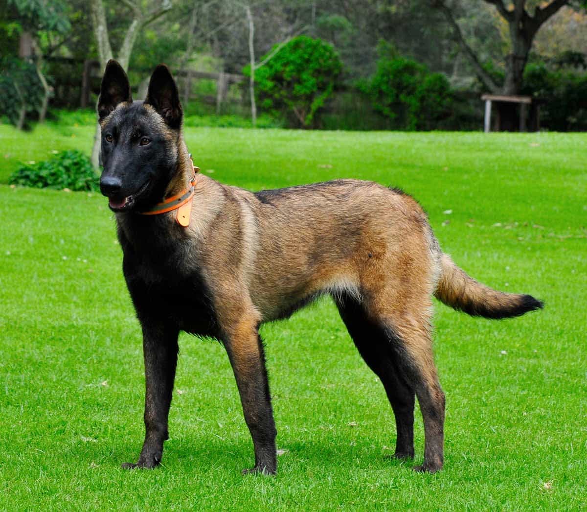Giá chó Malinois
