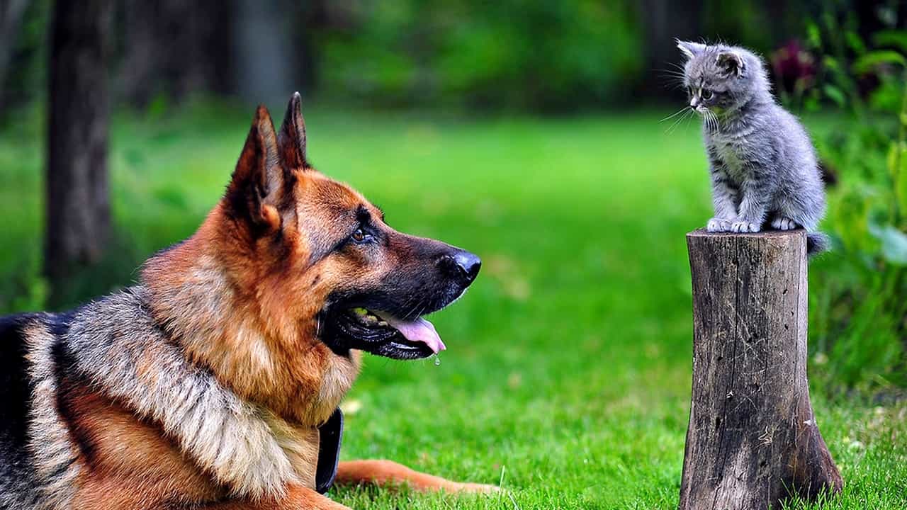 Hình ảnh đẹp giữa au88 và chú mèo