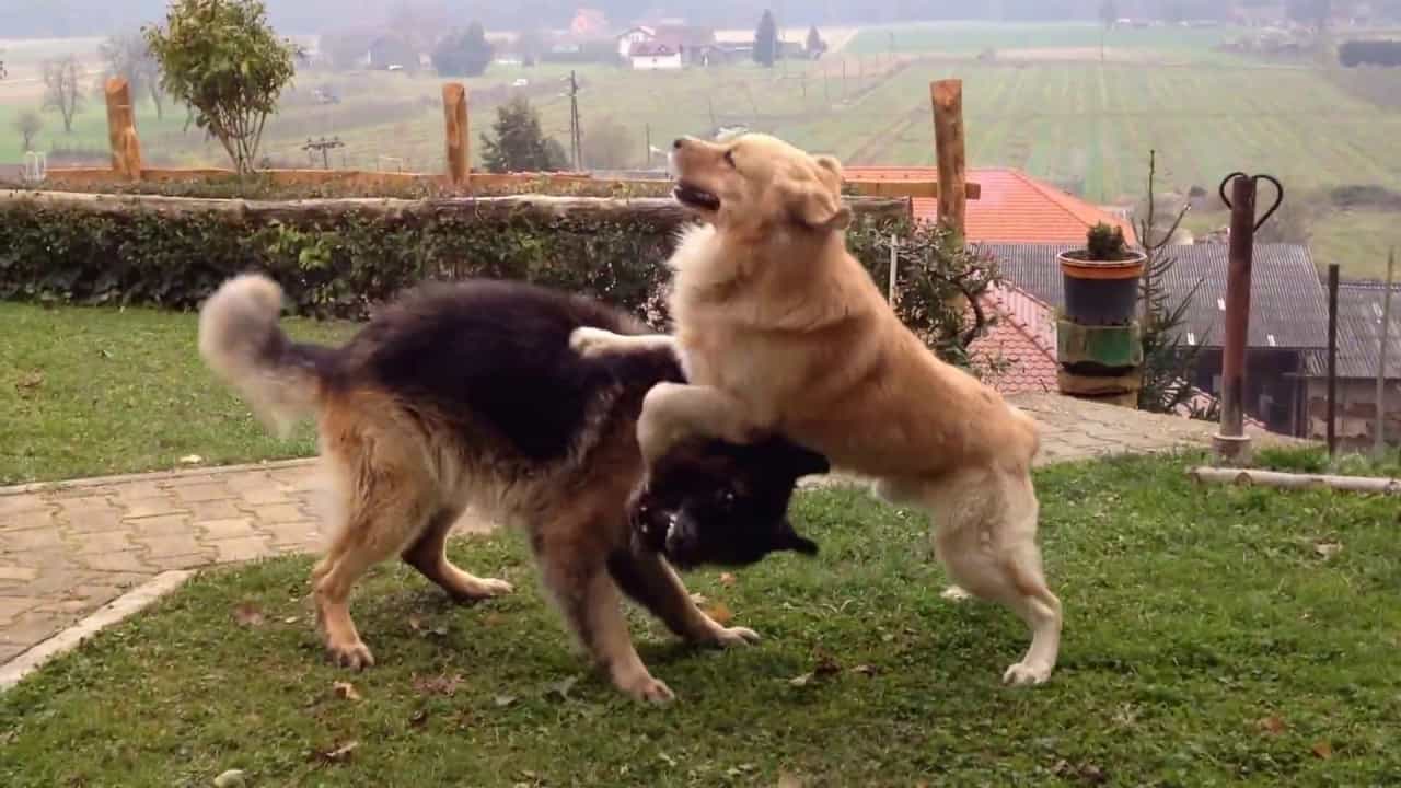 Chó au88 và Retriever