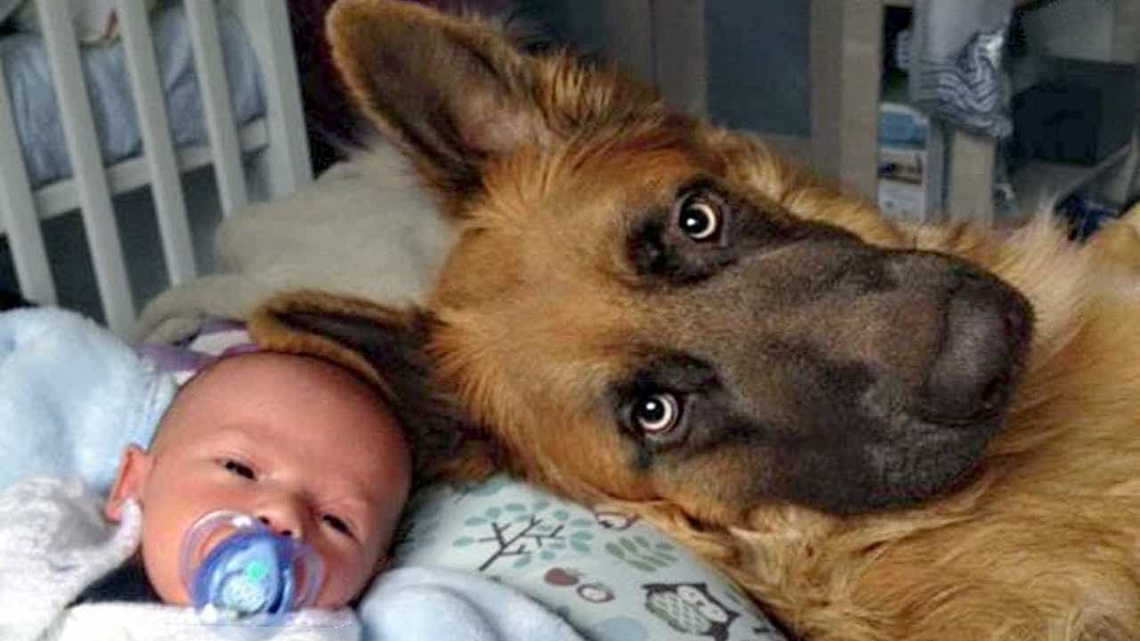 Becgei Đức được cho chơi với trẻ em ngay từ khi còn nhỏ