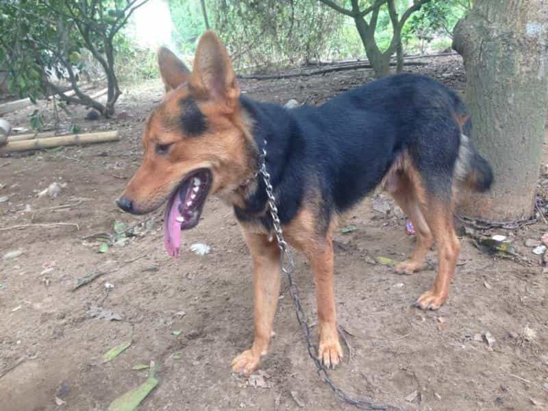 au88 lai chó ta có giá rất rẻ trên thị trường