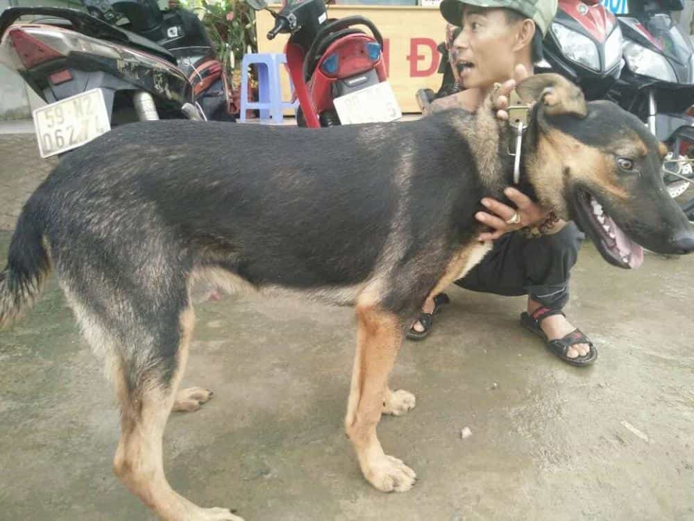 au88 Nga là kết quả giữa au88 và giống chó tuyết bản địa của Nga