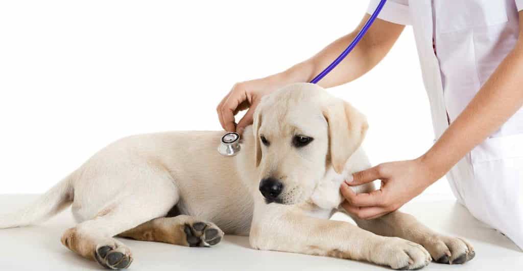 Bệnh Care ở chó