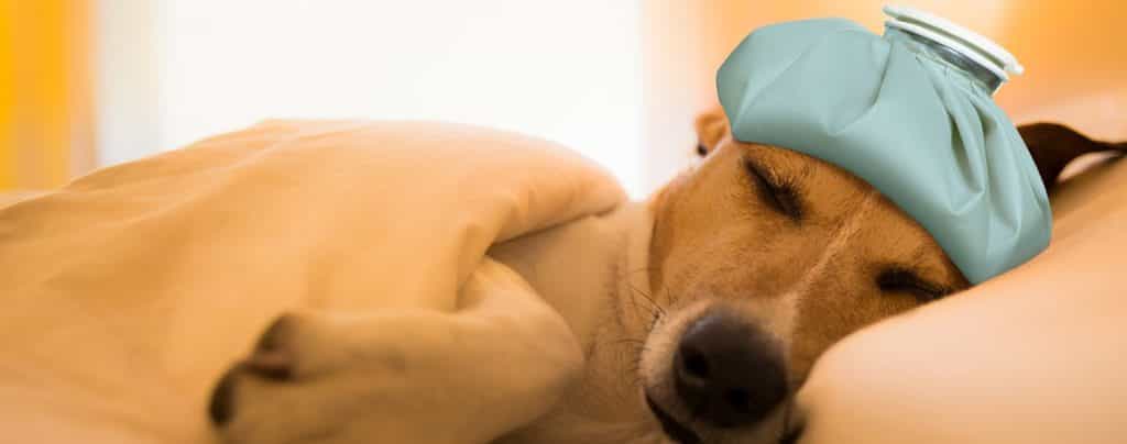 care ở chó hiện nay chưa có phương pháp điều trị