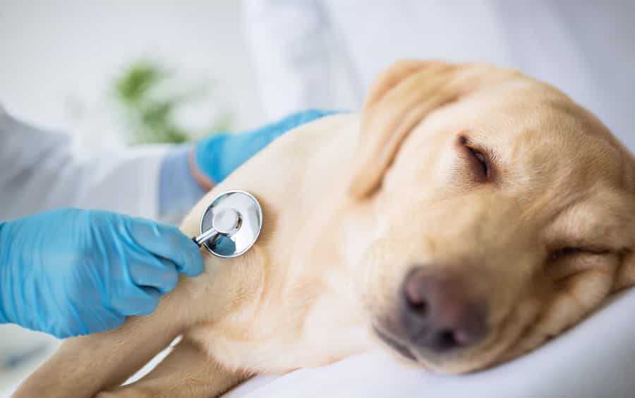 Bệnh Care ở chó