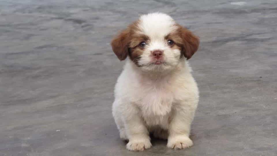 các giống chó nhật