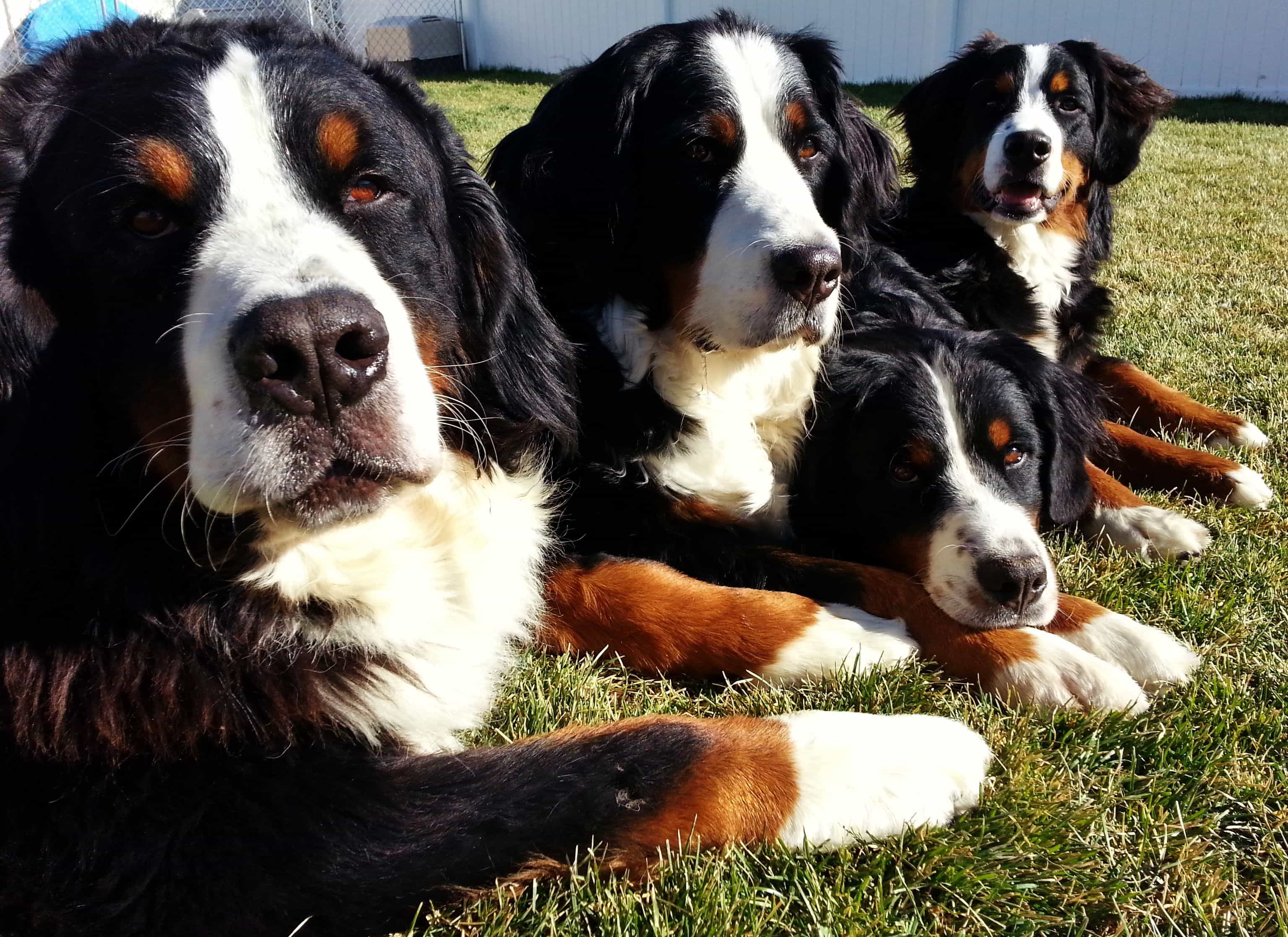 Bernese Mountain Dog ban đầu là cho chăn cừu 