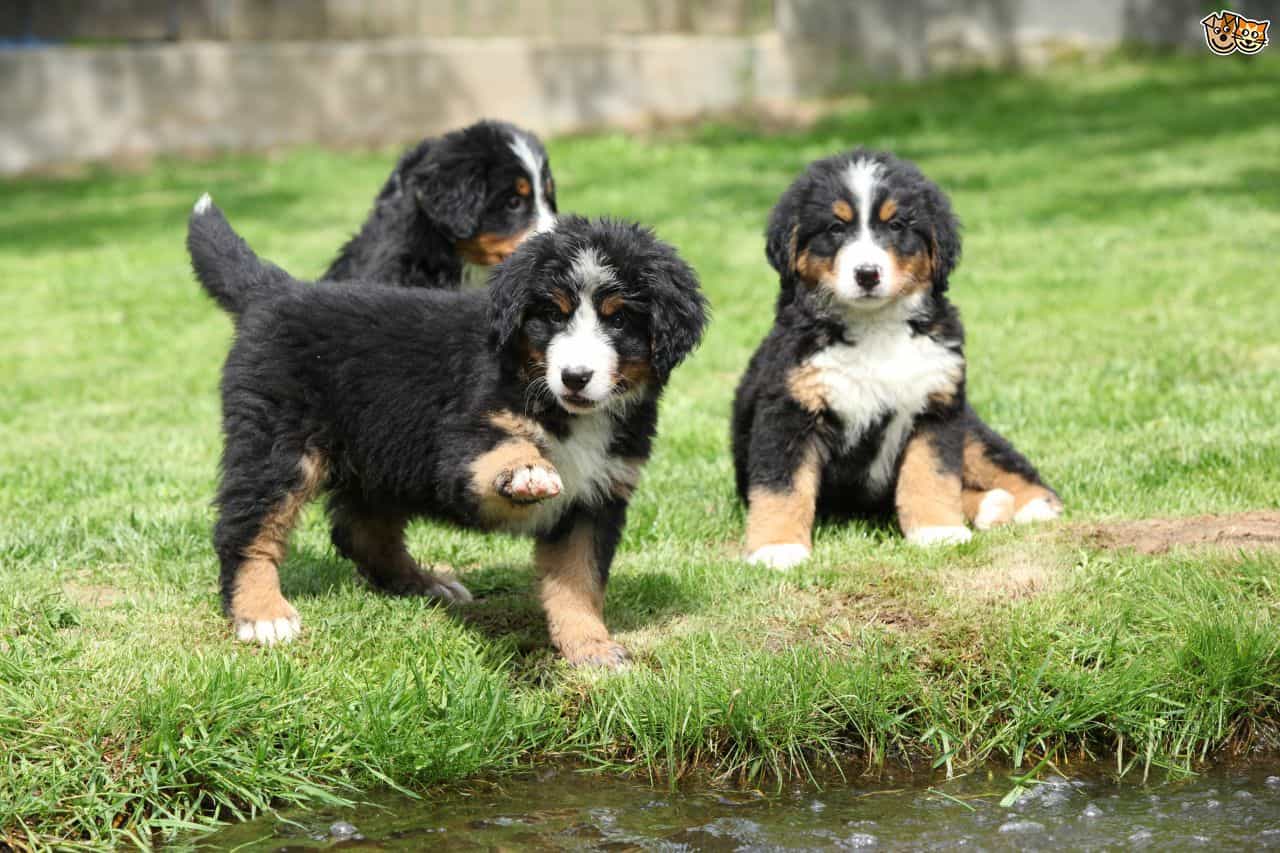 Bernese Mountain Dog lúc nhỏ