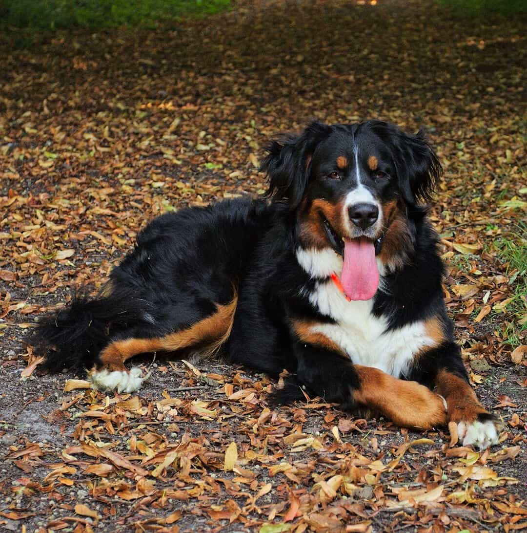 Bernese Mountain Dog nằm trên lá thu