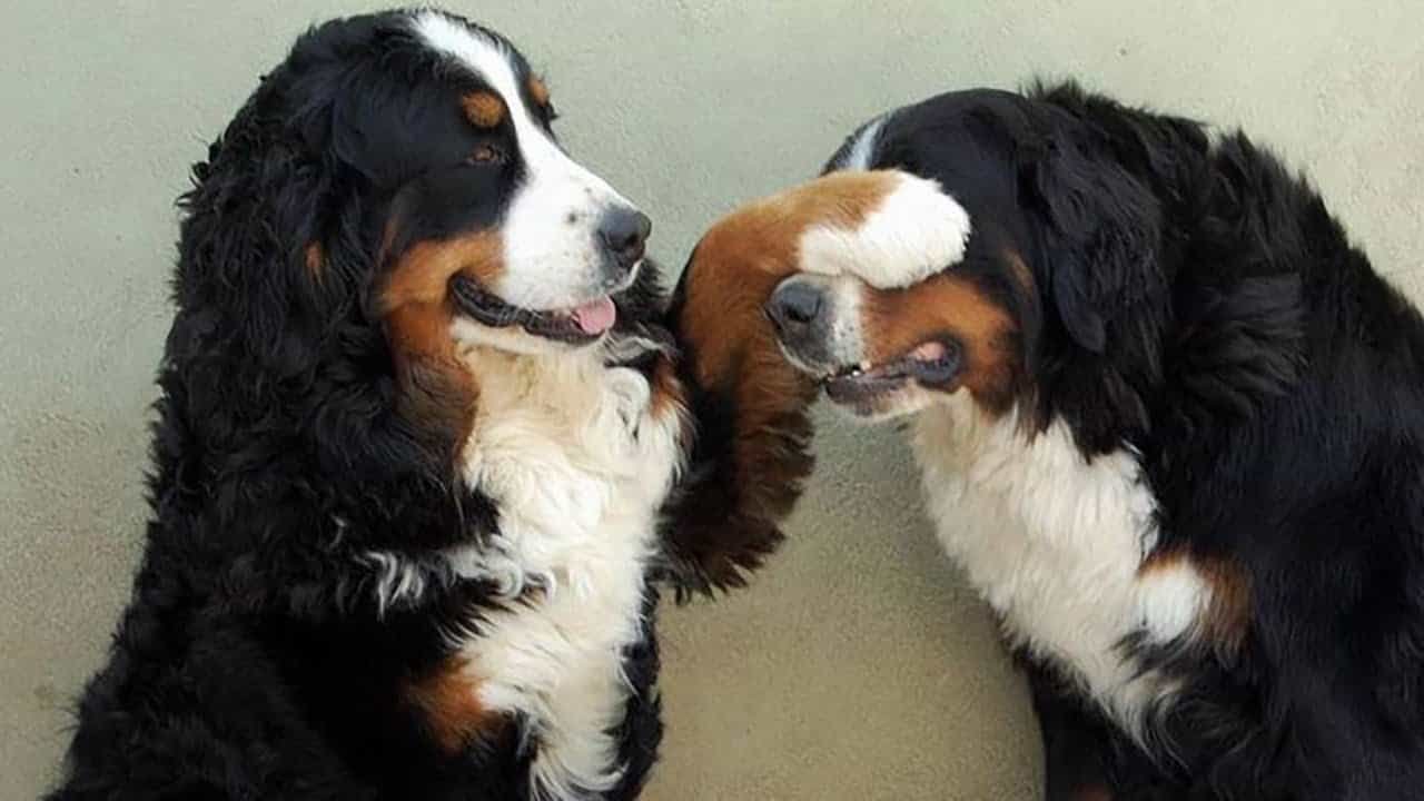 Bernese Mountain Dog hết sức nghịch ngợm